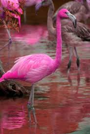 pink flamingo real 1-1.jpg